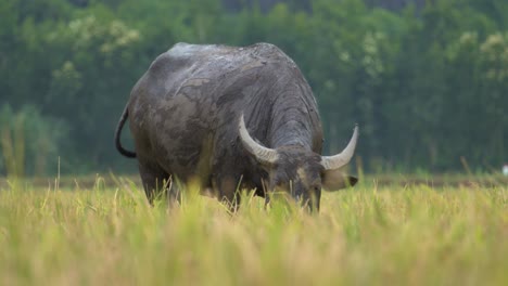 close-up of water buffalo grazing in a rice field in vietnam, deep focus