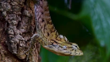 The-Oriental-Garden-Lizard-is-also-called-the-Eastern-Garden-Lizard,-Bloodsucker-and-Changeable-Lizard