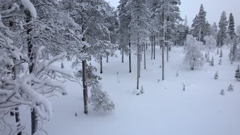 Drohne-Senkt-Sich-Mit-Aufwärtsschwenk-In-Den-Verschneiten-Wald-In-Lappland,-Finnland,-Am-Polarkreis