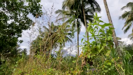 green wild grass has an irregular shape, grows on the banks of rivers in the tropics