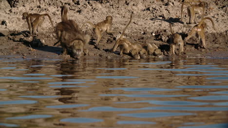 Monos-De-Cámara-Lenta-De-Alta-Velocidad-Bebiendo-Agua