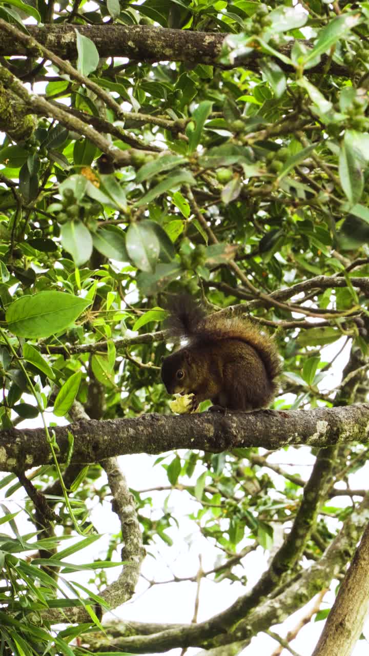 Vertical image of a wild squirrel perched on a tree branch in Colombia eating fruit and showing natural animal behavior in its tropical habitat
