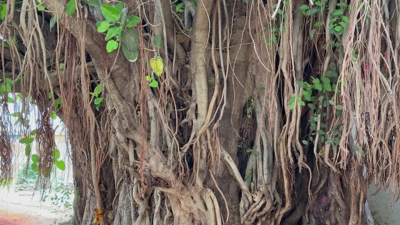 A very old and thick Banyan tree with roots hanging around it