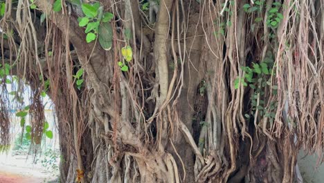 a very old and thick banyan tree with roots hanging around it