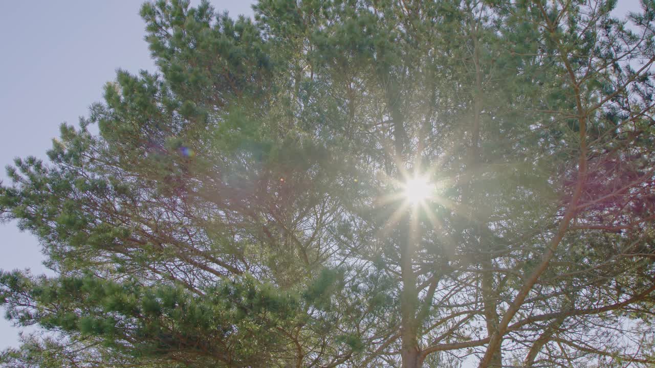 красивые солнечные вспышки, снятые через сосновое дерево