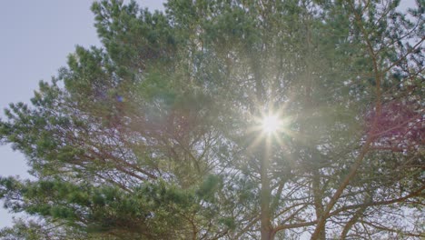 hermosas llamaradas solares filmadas a través de un pino