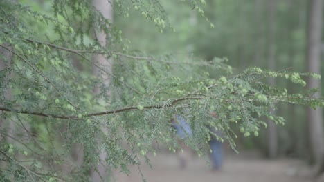 Rama-De-árbol-De-Cerca-Con-Excursionistas-En-Segundo-Plano.