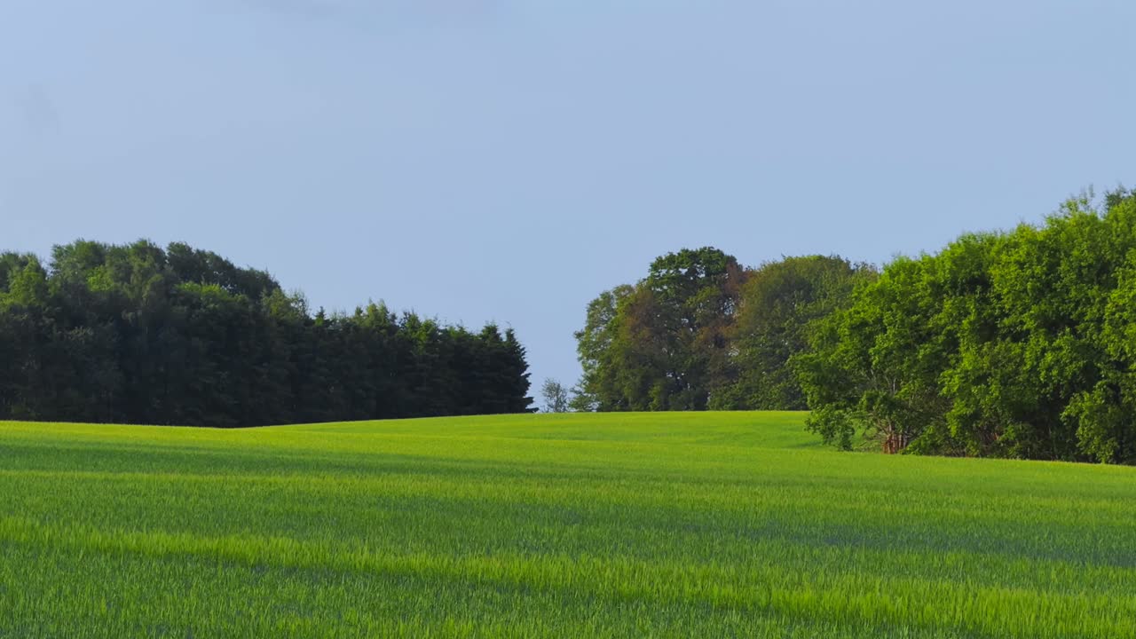 Gentle Wind Moves Through Grass