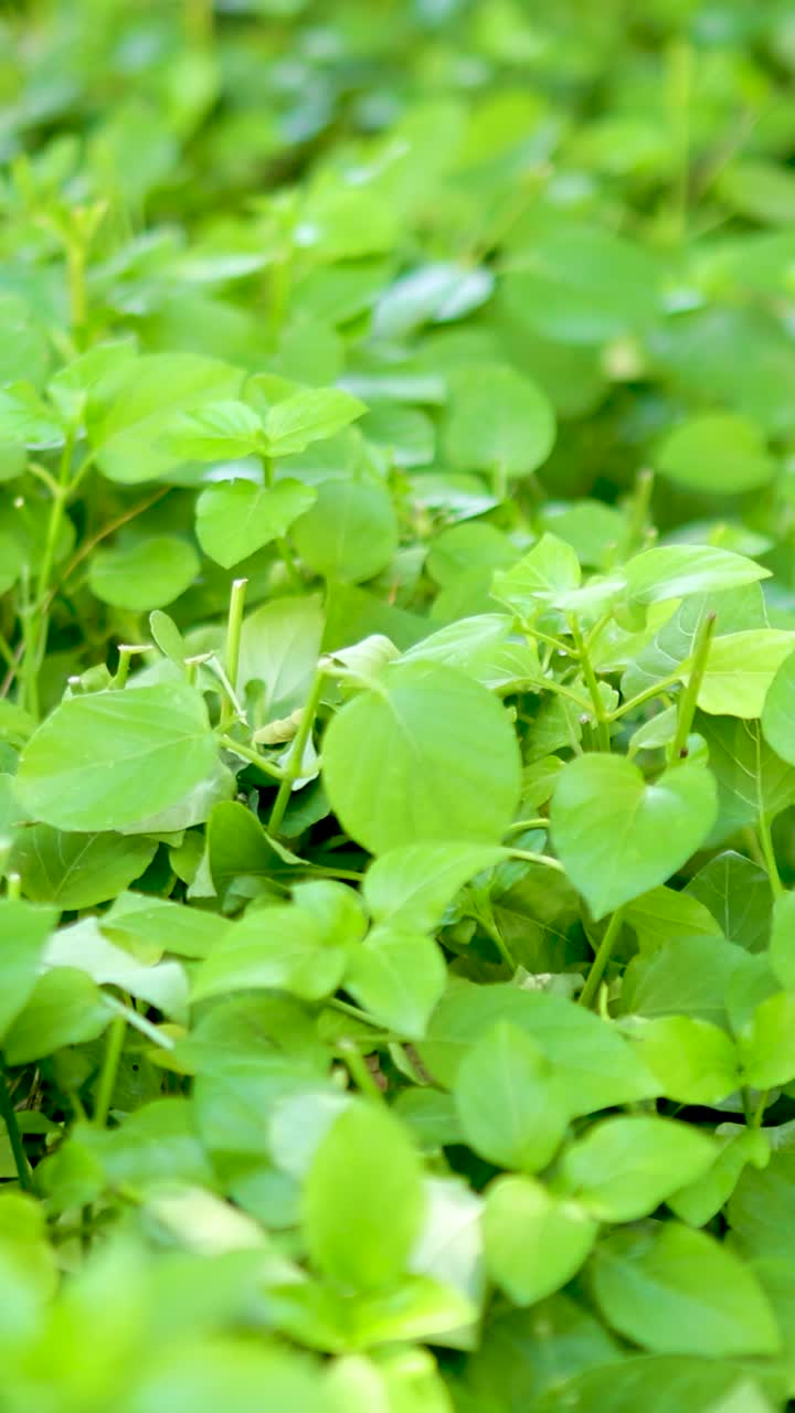 Vibrant green leaves in a sunlit garden, captured with soft focus and natural lighting, creating a serene and fresh atmosphere