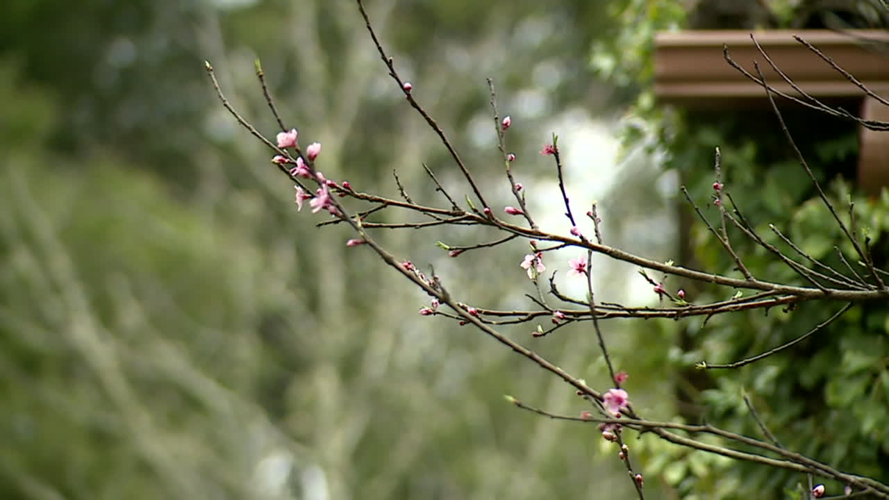 가지에 분홍색 꽃이 피고