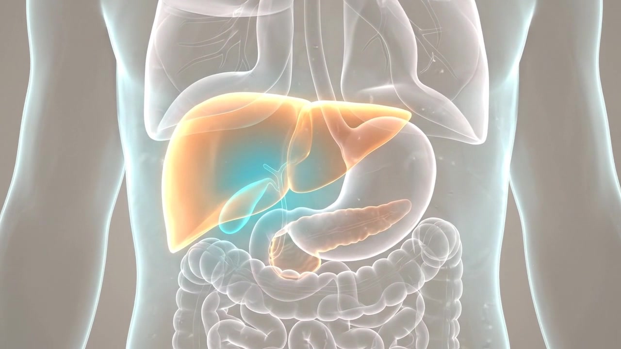 3D Medical Animation of Human Liver Anatomy