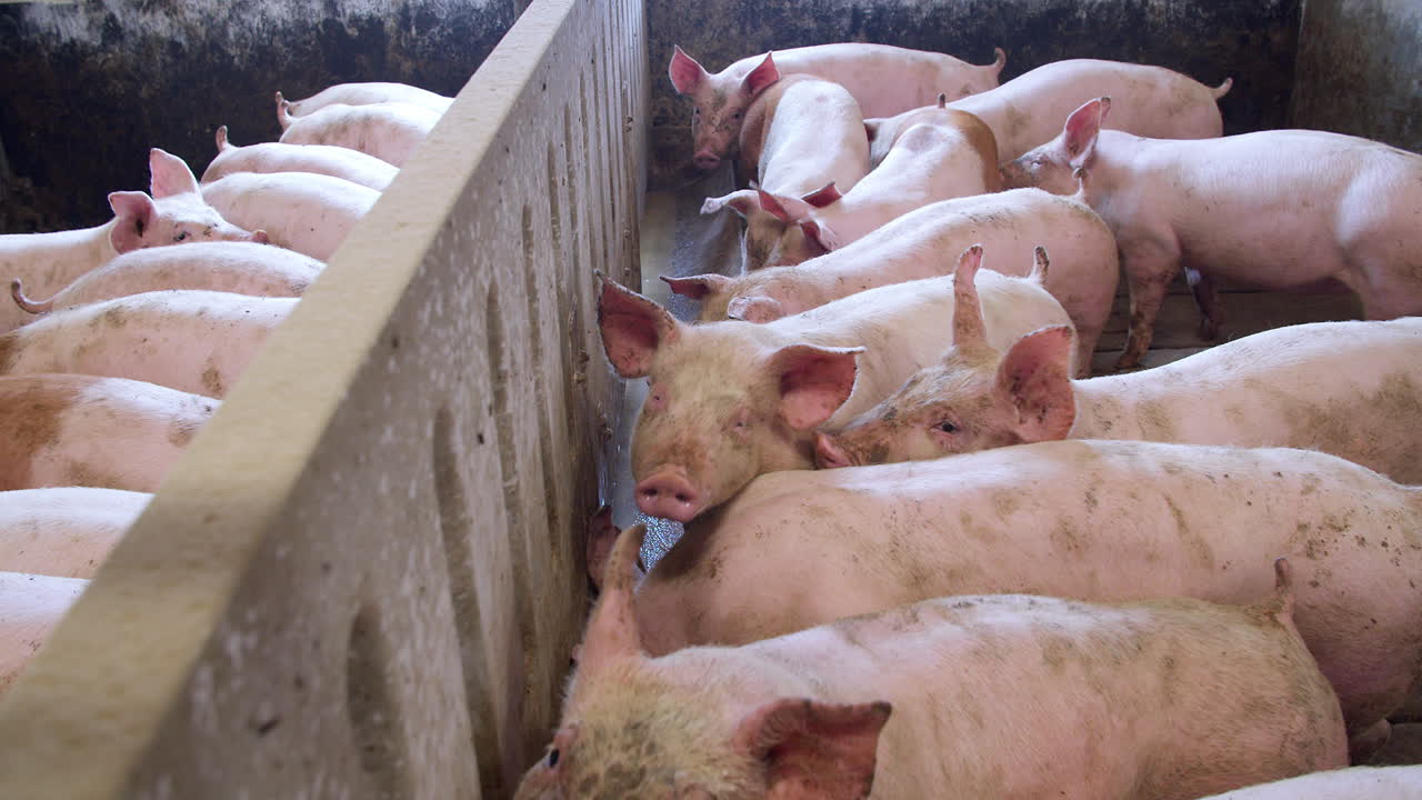 중간 크기의 돼지는 양돈장에서 먹고 쉬고 있다