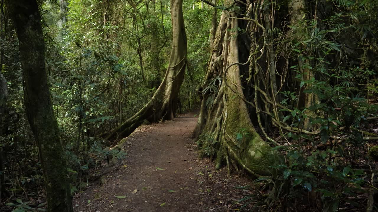 Handheld Footage of rainforest trees along the Dave's Creek Circuit walk in Lamington National Park, Gold Coast Hinterland, Australia