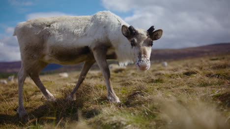 Neugierige-Cairngorm-Rentiere-Grasen---Weicher-Fokus,-Zeitlupe