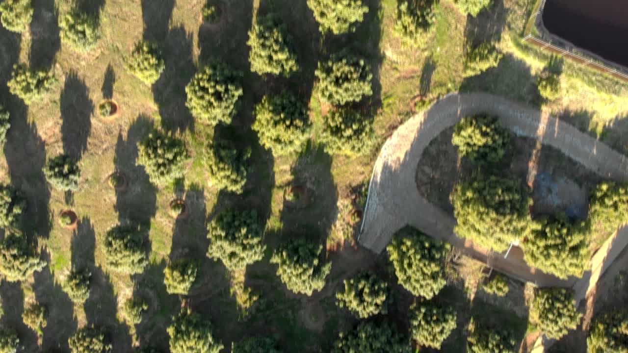 AERIAL SHOT OF AVOCADO FARMS IN MEXICO