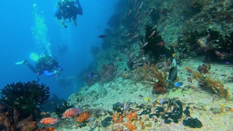 Buzo-Filmando-Peces-Tropicales-Con-Una-Cámara-De-Acción-Gopro