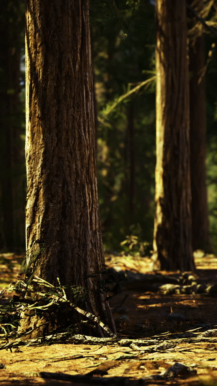 Sunlight filters through tall trees in a serene forest encounter