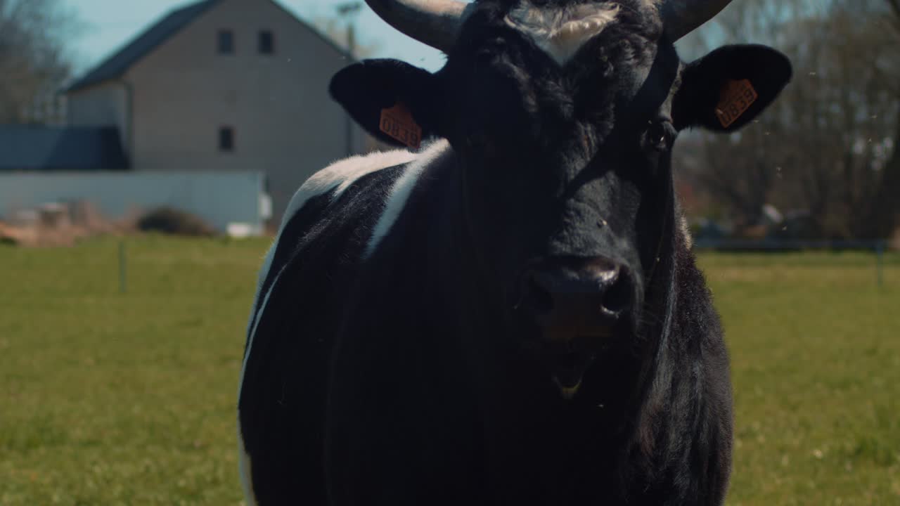 Ritratto di toro Bretonne Pie Noir.