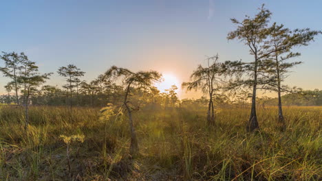 big cypress tree foggy sunrise landscape timelapse