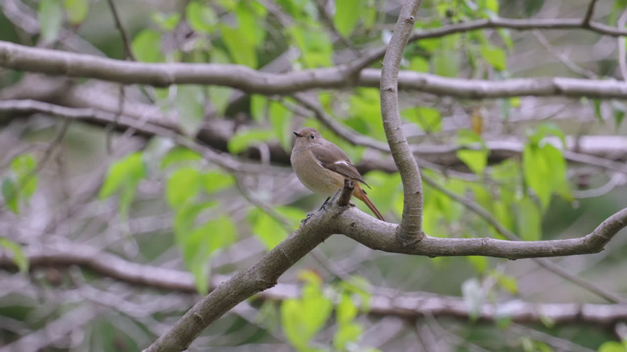 daurian redstart는 일본 도쿄의 배경에 흐릿한 단풍이 있는 나뭇가지에 쉬었습니다.