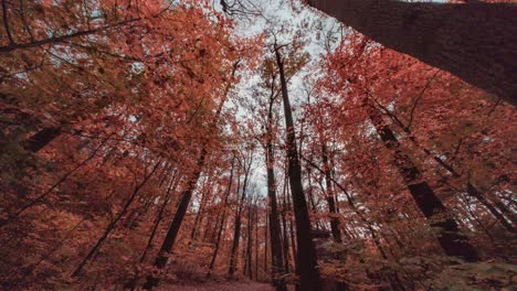 Otoño-El-Parque-Hvezda,-Praga