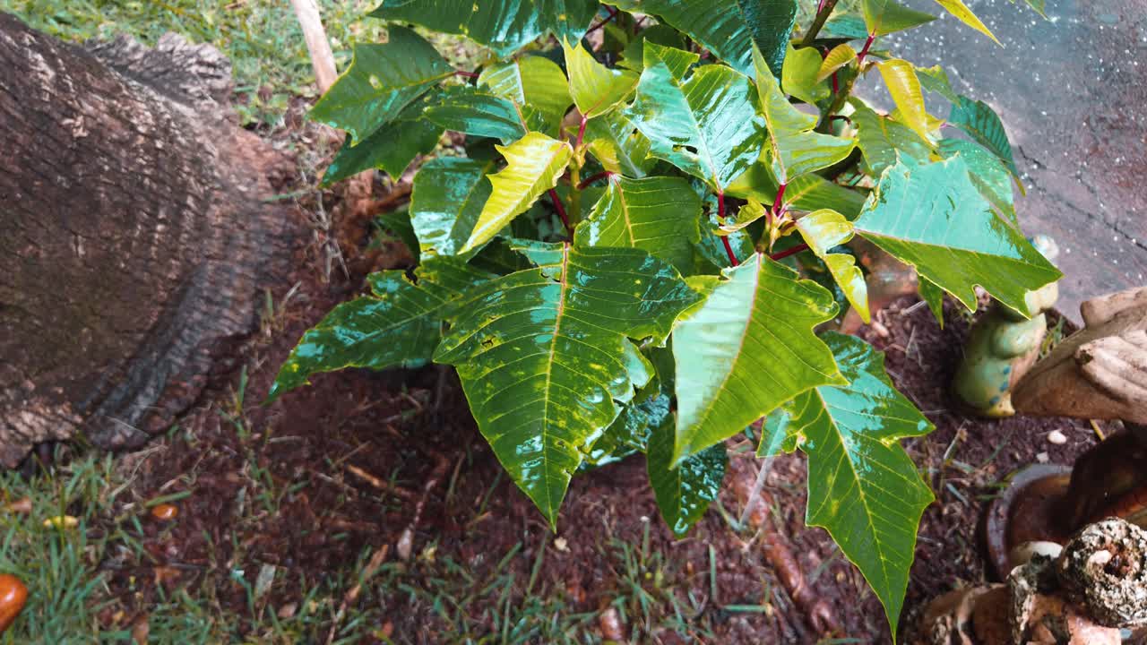 gotas de lluvia cayendo sobre hojas verdes durante las fuertes lluvias de verano en el jardín