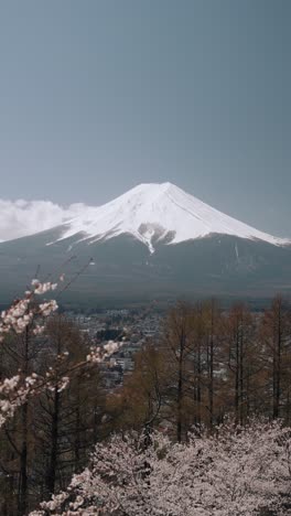 stunning vertical 4k shot of mount fuji framed by cherry blossoms in full bloom during springtime in japan.