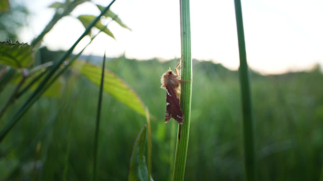 Gold swift moth (Phymatopus hecta) on plant in meadow, vibrating.