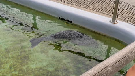 動物園的水池內滑翔和潛水的海<unk> - 近距離拍攝