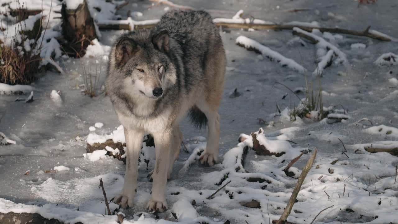 un lobo parado en un bosque invernal cubierto de nieve - tiro en ángulo alto