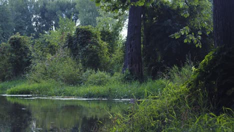 duck swimming in a pond in magical garden