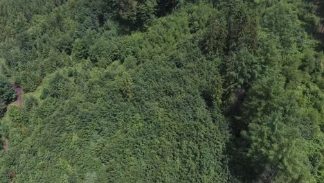 Dense-forest-in-the-mountains-of-southern-Poland