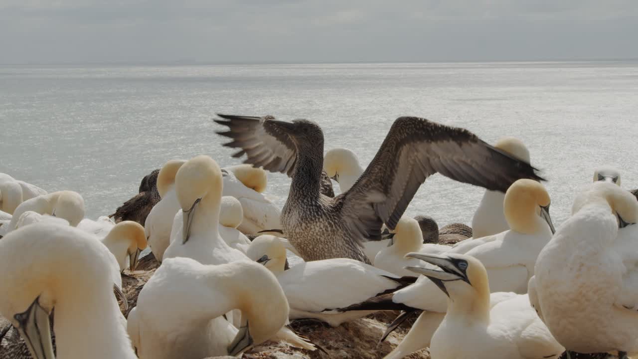 colonia masiva de pájaros de alcatraces blancos en la costa del océano, vista de cerca