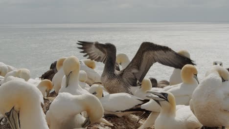 massive colony of white gannet birds on ocean coastline, close up view