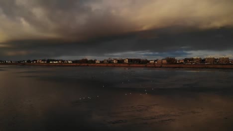 seagulls on beautiful reflective beach during sunset. aerial.