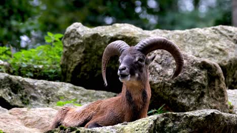 Männliche-Wildziegenart-Mit-Großen,-Nachgebogenen-Hörnern,-Steinbock,-Entspannt-Beim-Kauen