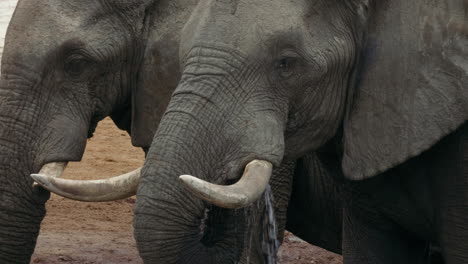 Thirsty-Elephants-Drinking-Water-From-The-Waterhole-In-Safari-Lodge-Elephant-Sands-In-Botswana---Closeup-Shot