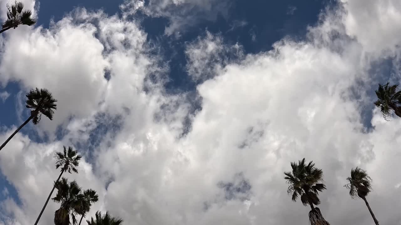 Epic upward view of tall palm trees set against a sweeping, cloud filled sky bold and cinematic, evoking classic California energy.
