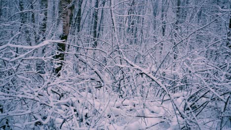 ramas nevadas en el bosque.