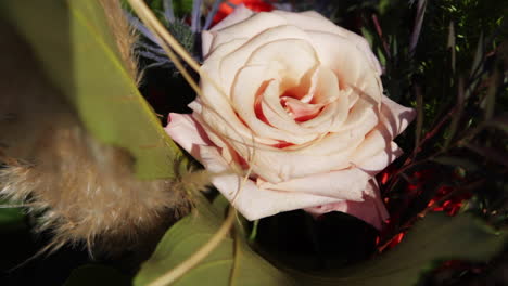 close-up of a light pink rose