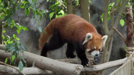 panda rojo en el bosque