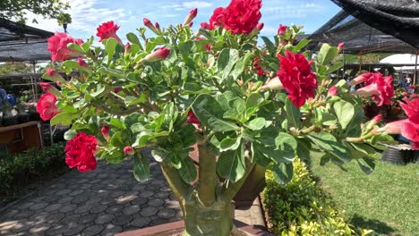 a close-up exploration of a flowering adenium.