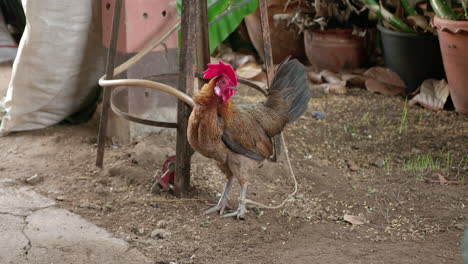 pollo gallo en la granja