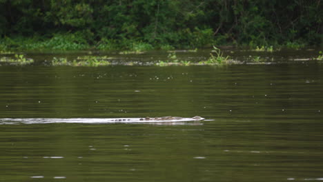 Krokodil-Alligator,-Der-Im-Tropischen-Dschungelfluss-Von-Costa-Rica-Schwimmt