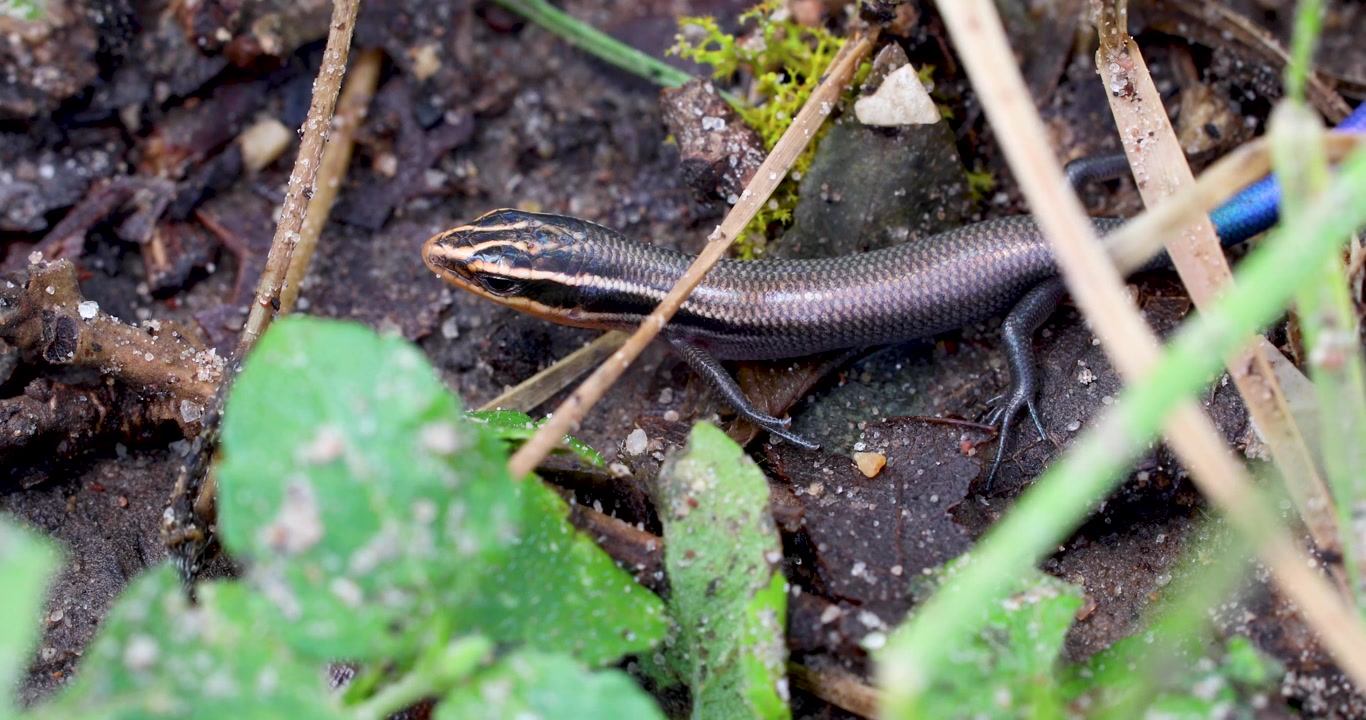Static closeup video of Four-Lined Skink (Plestiodon tetragrammus). The lizard is slightly hidden under plants.