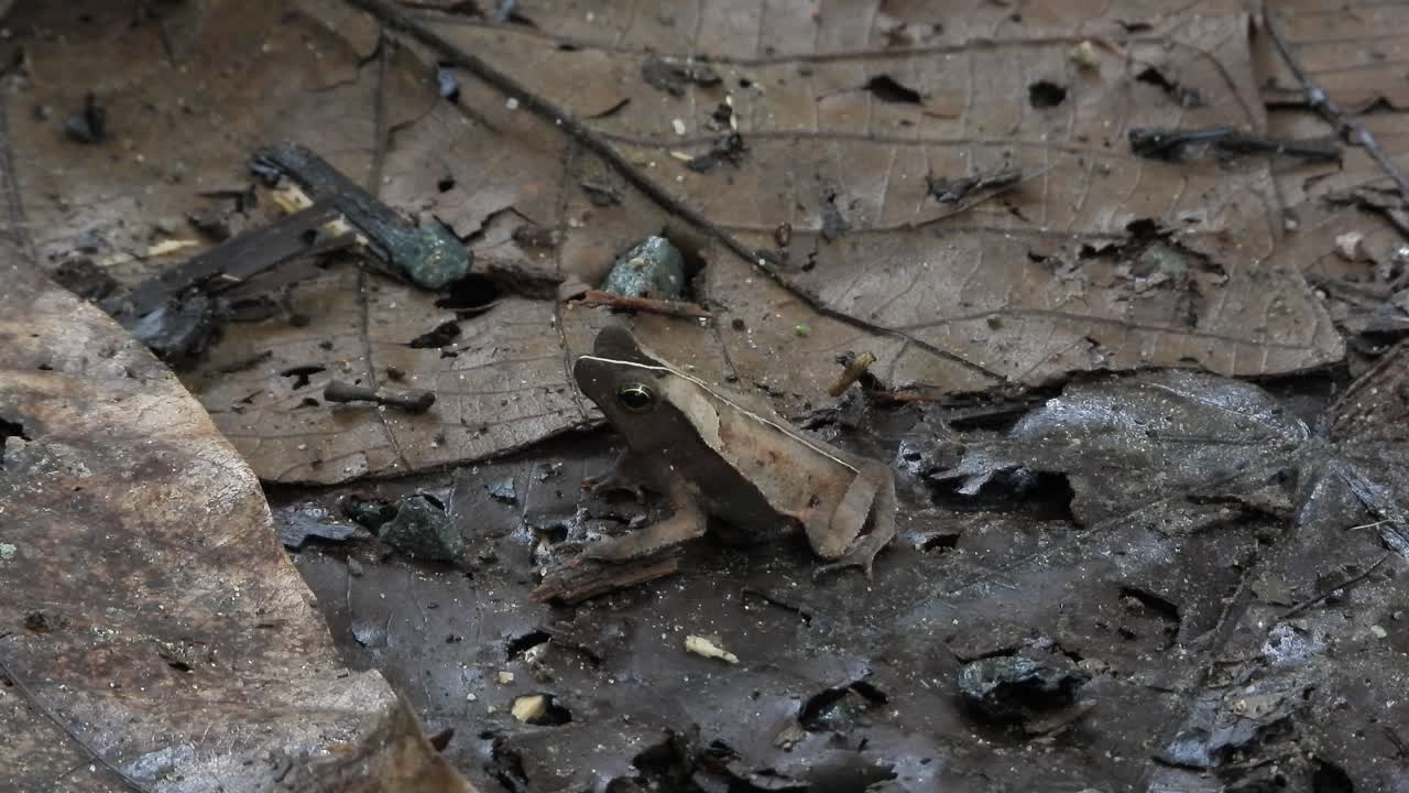 열대 우림 잎 쓰레기 사이에 위장한 줄무늬 뿔이 있는 나무 안개