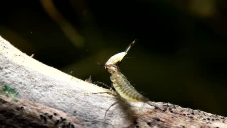 aquatic beetle larva eating a backswimmer