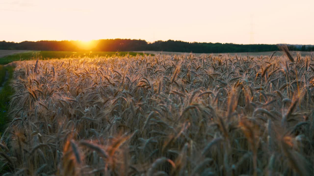 una puesta de sol estática en un campo de trigo