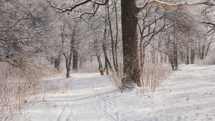 Caminhada no Parque de Inverno Visão em Primeira Pessoa Vídeo 4K em Câmera Lenta