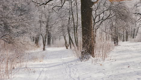 Walk-In-The-Winter-Park-First-Person-View-4K-Slow-Motion-Video